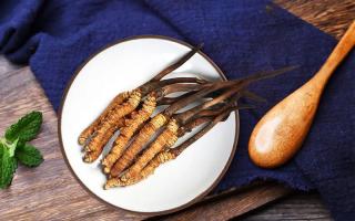 冬蟲夏草有何藥用價(jià)值，蟲草有啥子作用