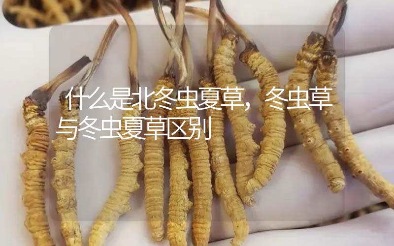 什么是北冬蟲(chóng)夏草，北冬蟲(chóng)草與冬蟲(chóng)夏草區(qū)別