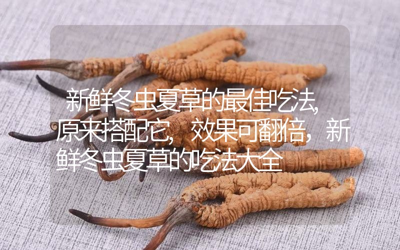 新鮮冬蟲夏草的最佳吃法,原來搭配它,效果可翻倍，新鮮冬蟲夏草的吃法大全