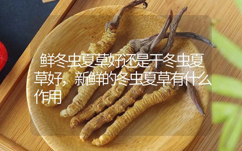鮮冬蟲夏草好還是干冬蟲夏草好，新鮮的冬蟲夏草有什么作用