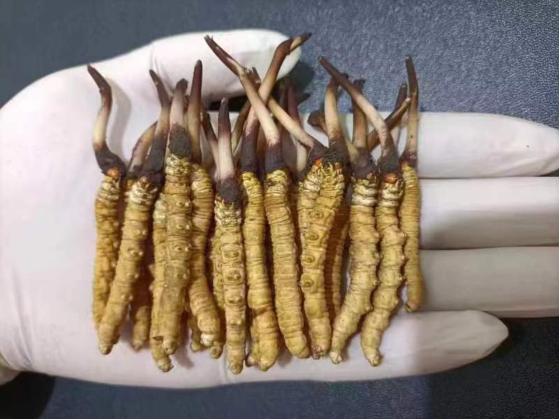 西藏那曲的冬蟲夏草多少錢一克呢？如何判斷真假