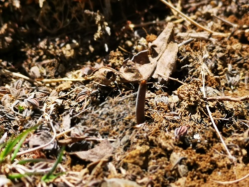 冬蟲夏草是蟲子還是草呢？它是如何生長(zhǎng)的