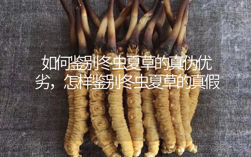 如何鑒別冬蟲夏草的真?zhèn)蝺?yōu)劣，怎樣鑒別冬蟲夏草的真假