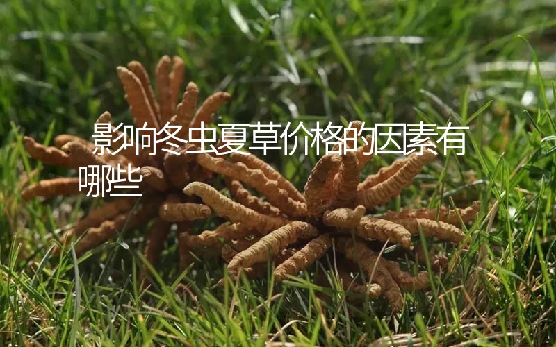 影響冬蟲(chóng)夏草價(jià)格的因素有哪些？