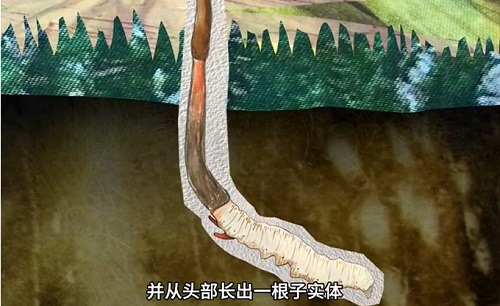 冬蟲夏草到底是蟲還是草？你猜到了嗎？