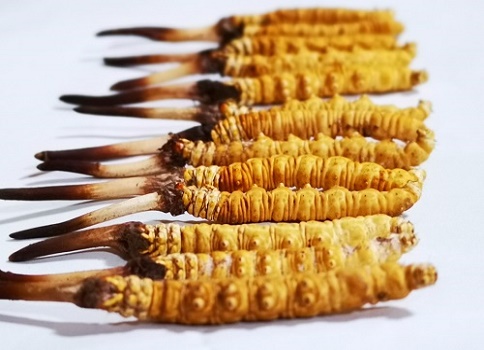 新鮮冬蟲夏草多少錢一根？吃什么樣的好呢