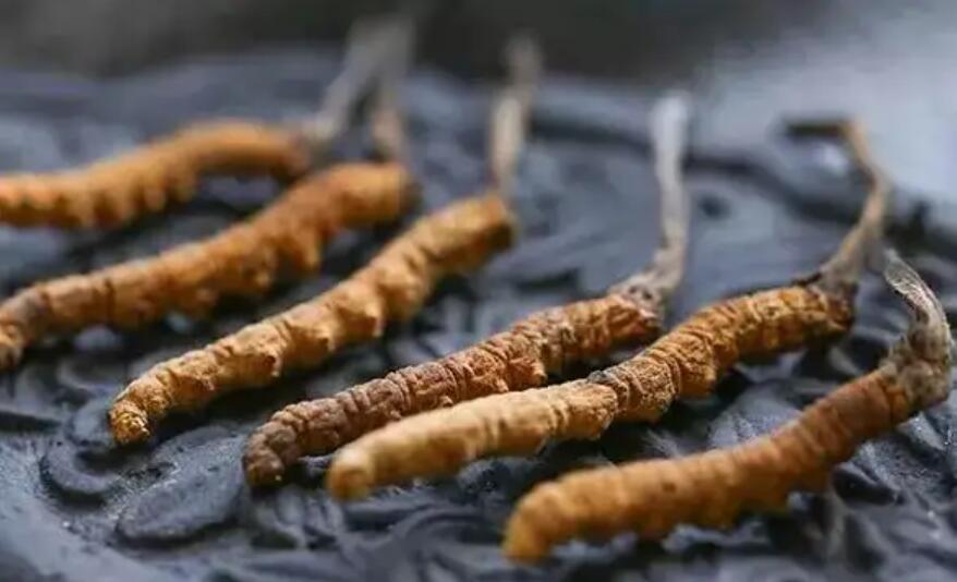 頭期冬蟲夏草、中期蟲草和末期蟲草，應(yīng)該如何選擇？