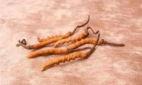 玉樹冬蟲夏草一斤多少錢？玉樹蟲草價(jià)格