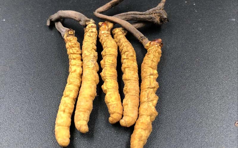 影響冬蟲夏草的價(jià)格因素有哪些？