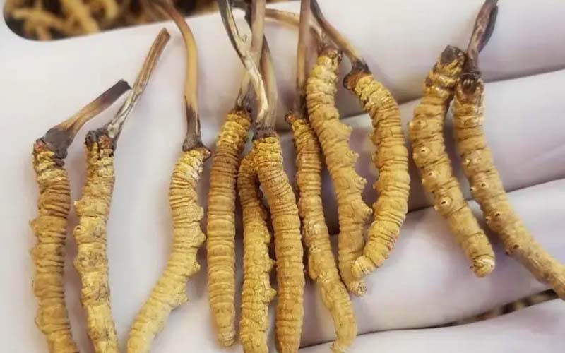 吃冬蟲夏草會(huì)過敏嗎？冬蟲夏草禁忌！