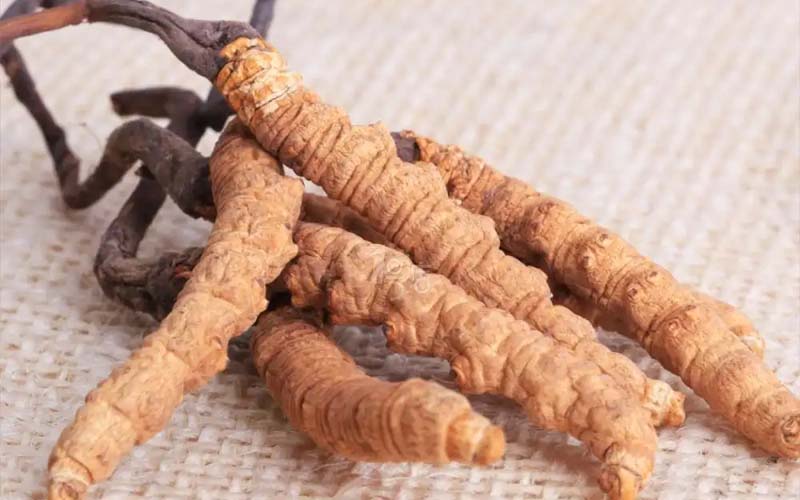 感冒能吃冬蟲夏草嗎?(感冒了怎么服用蟲草？)