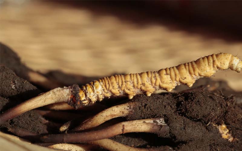 為什么有的人吃蟲草沒有效果？