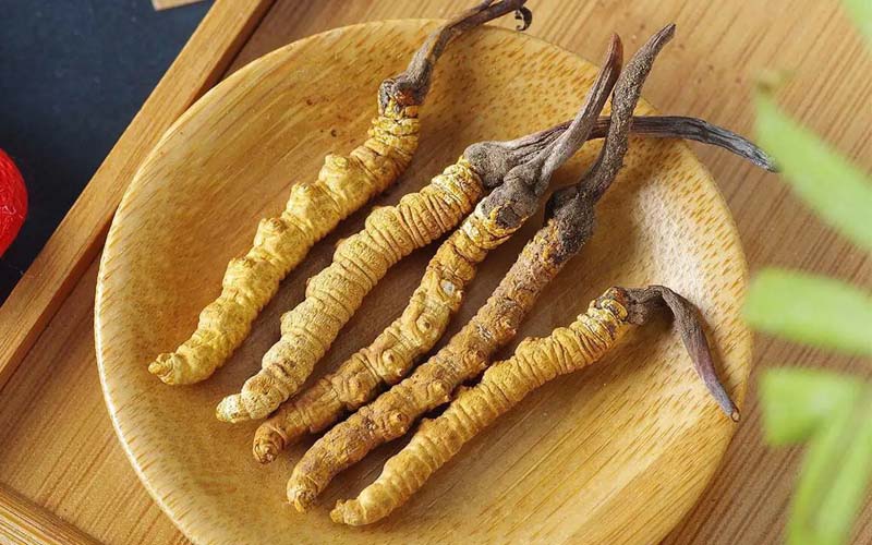 冬蟲夏草作用可以調(diào)節(jié)身體肝臟功能嗎？