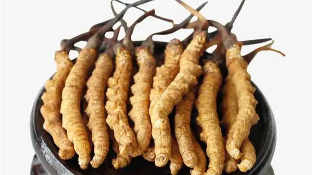 四川冬蟲夏草產(chǎn)地分布在哪？