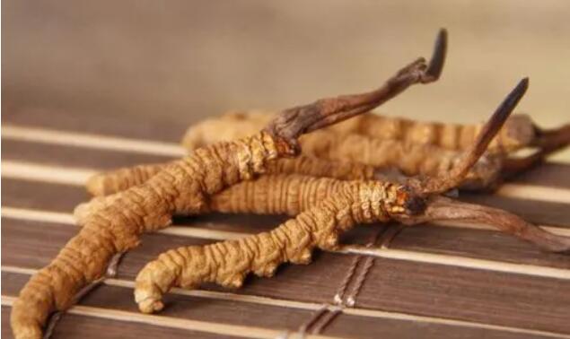 新鮮真假冬蟲夏草辨別方式？