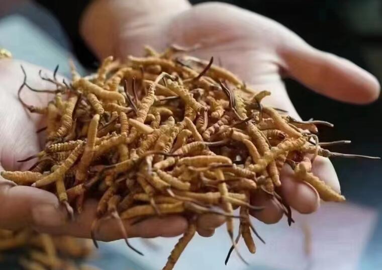 新鮮冬蟲夏草怎么洗最好？新鮮冬蟲夏草怎么清洗？