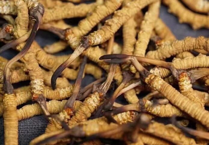 <a href=http://www.cw298.com/sdph/dqt/ target=_blank class=infotextkey>東強堂</a>冬蟲夏草