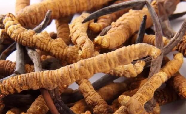 <a href=http://www.cw298.com/chifa/ target=_blank class=infotextkey>冬蟲(chóng)夏草的吃法</a>