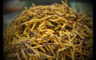 冬蟲夏草的有效成分