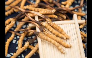 新鮮冬蟲夏草一根抵三根？