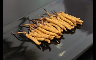 冬蟲夏草有哪些造假手段？