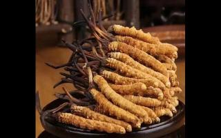 購(gòu)買冬蟲(chóng)夏草時(shí)需要注意什么？