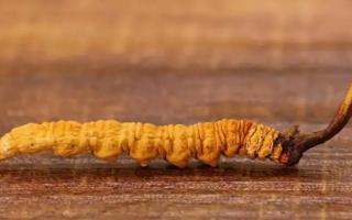 黑色冬蟲夏草與白色冬蟲夏草的區(qū)別在哪里？