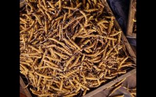 了解一下：冬蟲夏草的產地和采摘方式！