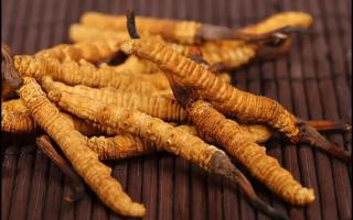 干草還是新鮮冬蟲(chóng)夏草？學(xué)會(huì)這些方法？