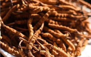 分析冬蟲(chóng)夏草常見(jiàn)的幾種問(wèn)題