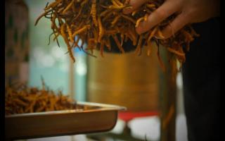 冬蟲(chóng)夏草老草與新草有何區(qū)別！