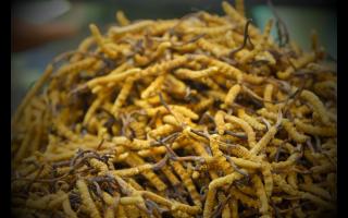 如何正確保存與使用冬蟲(chóng)夏草產(chǎn)品？