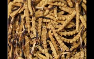 高品質(zhì)冬蟲夏草，全程人工采挖值得信賴！