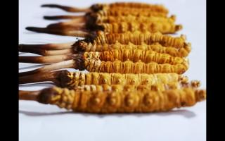 冬蟲夏草營(yíng)養(yǎng)是在蟲還是草！