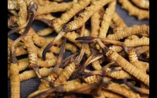 凍干的冬蟲夏草品質(zhì)如何！與新鮮的相比如何？