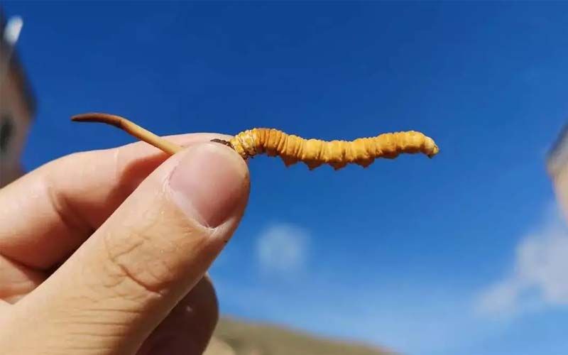 如何妥善保存新鮮的冬蟲(chóng)夏草和干燥蟲(chóng)草？