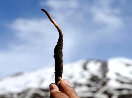 氣溫對(duì)冬蟲夏草的生長(zhǎng)有哪些影響