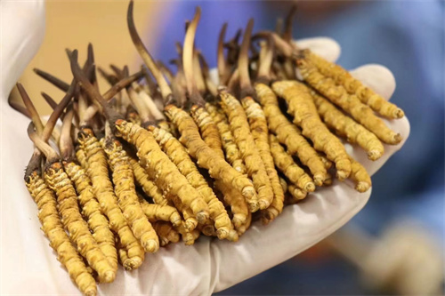 冬蟲夏草到底是蟲還是草？其實(shí)蟲草是一種真菌