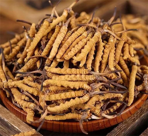 冬蟲夏草和巴戟天搭配一起的吃法