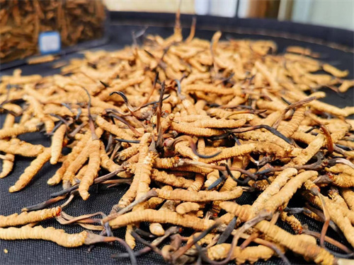 哪些人不能吃冬蟲夏草？這5類人慎食冬蟲夏草