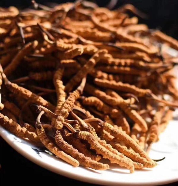 冬蟲夏草能存放多久？真空冷藏可以保存5年