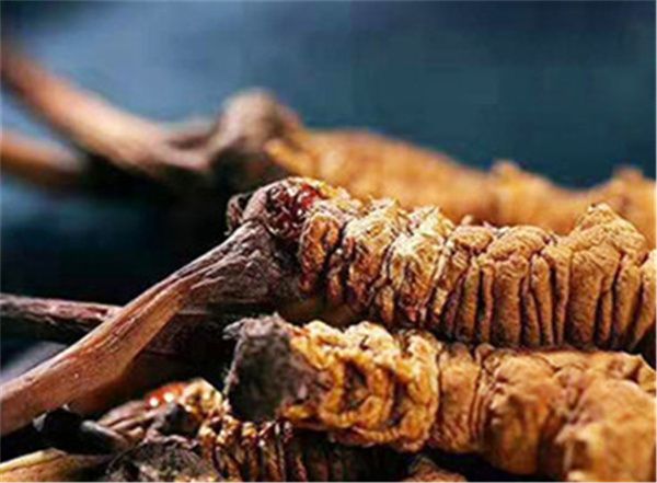 冬蟲(chóng)夏草包含哪些營(yíng)養(yǎng)成分？冬蟲(chóng)夏草的營(yíng)養(yǎng)價(jià)值詳解