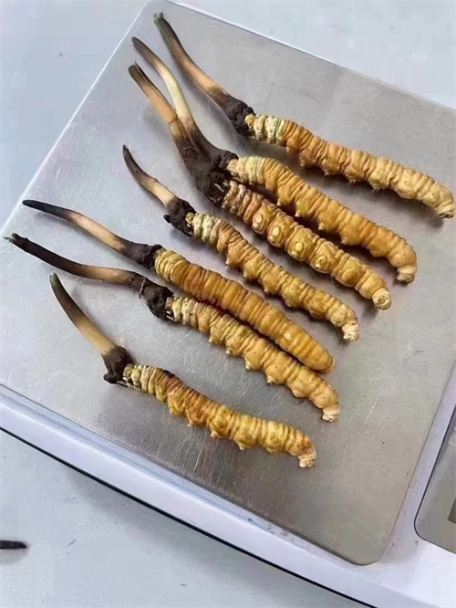 冬蟲夏草煮還是泡好？?jī)煞N食用方法的對(duì)比分析