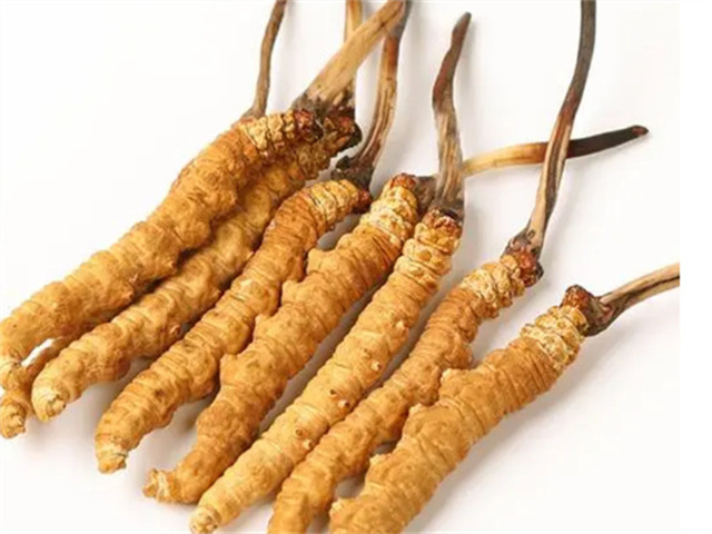 男人適合食用冬蟲夏草嗎？冬蟲夏草的藥用價值