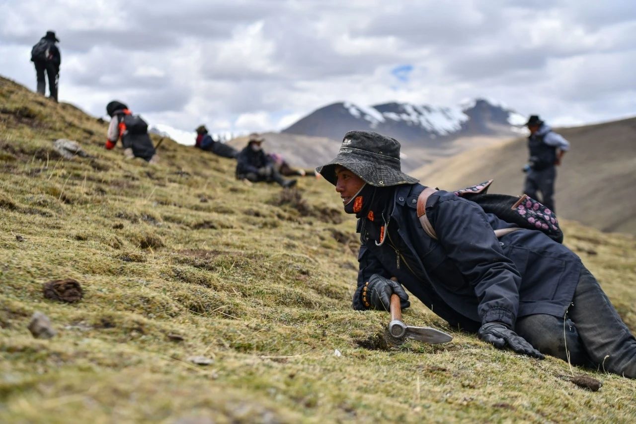 2.99萬公斤！那曲市冬蟲夏草產(chǎn)量創(chuàng)新高