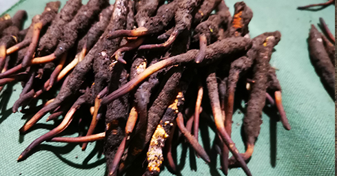 冬蟲夏草2024年價(jià)格概覽與市場動態(tài)