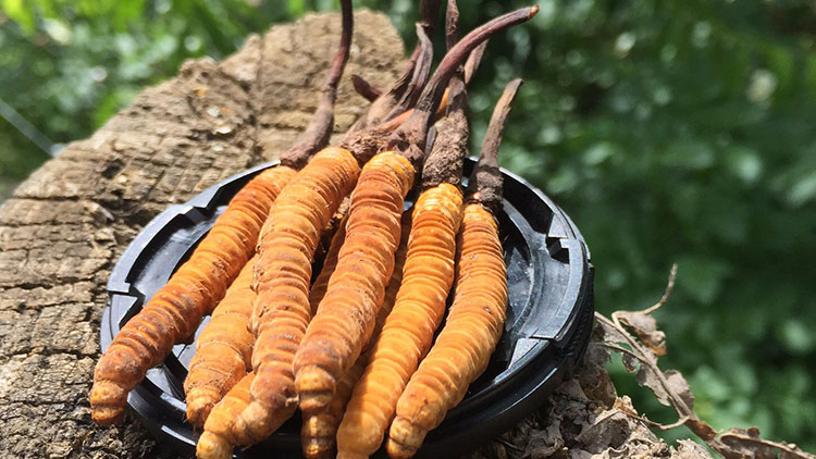 如何辨別優(yōu)質那曲蟲草？掌握這幾招，輕松避開陷阱！