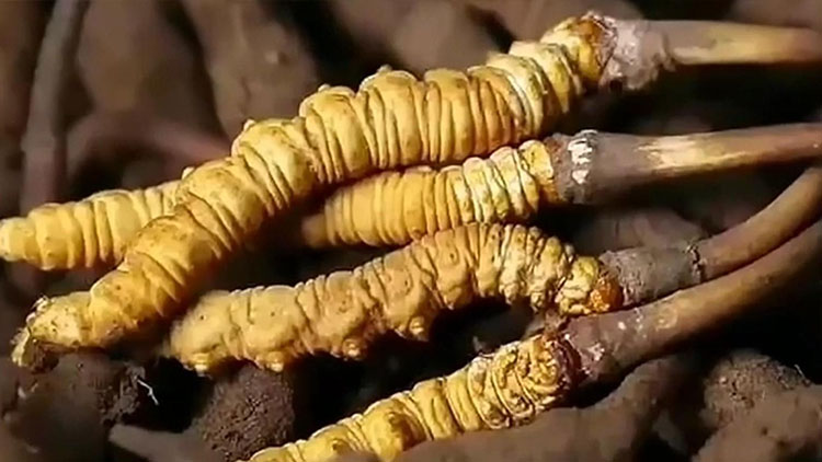  那曲蟲草市場亂象揭秘：如何避免買到假貨？