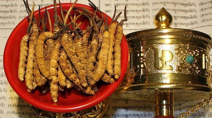 <a href=http://www.cw298.com/ target=_blank class=infotextkey>那曲<a href=http://www.cw298.com/ target=_blank class=infotextkey>冬蟲夏草</a></a>的有哪些藥用價(jià)值