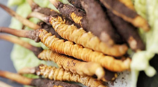 鮮冬蟲(chóng)夏草功效與食用方法詳解